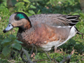 Eurasian Wigeon x Chiloe Wigeon hybrid